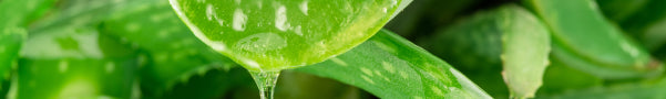 Close-up of green leaves with water droplets on a blurred green background