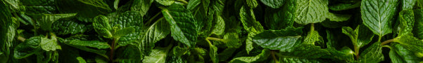 Close-up of green mint leaves