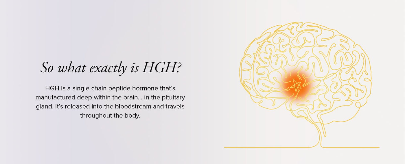 A drawing of a human brain with the area where the HGH-producing pituitary gland sits highlighted 