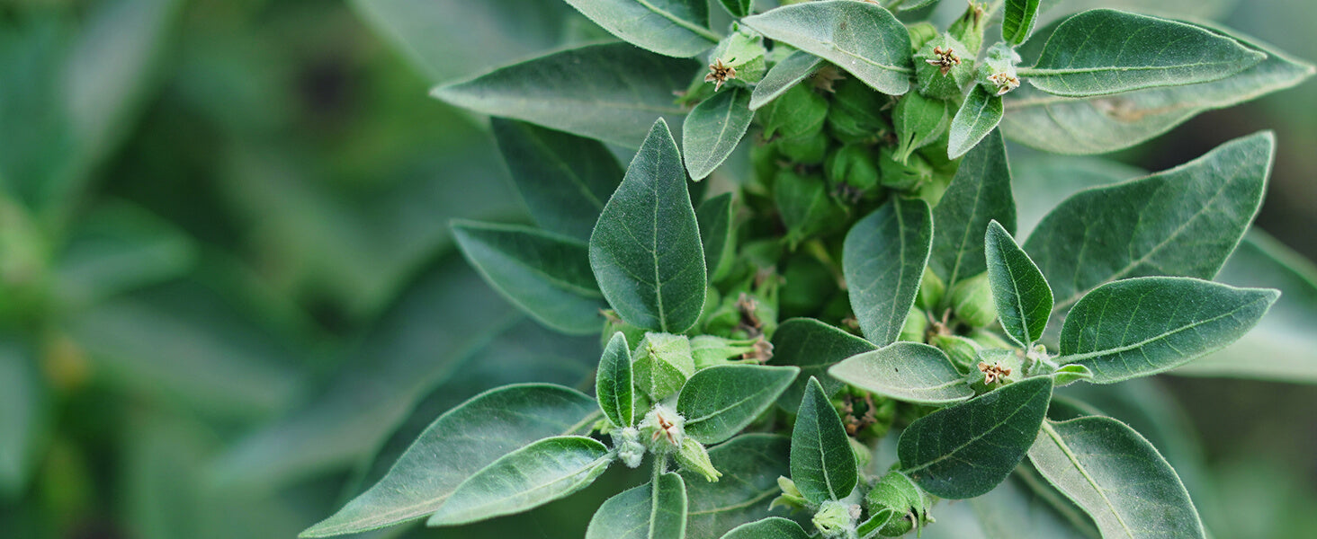 Close-up of green leaves with a blurred green background