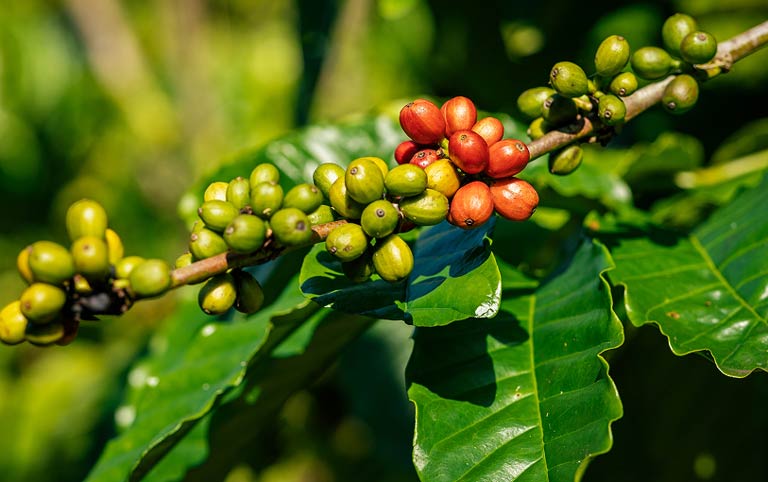Coffee cherries on a branch with green leaves